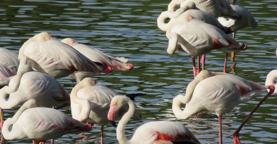 From Seville: Doñana National Park Day Trip - The Value of This Experience