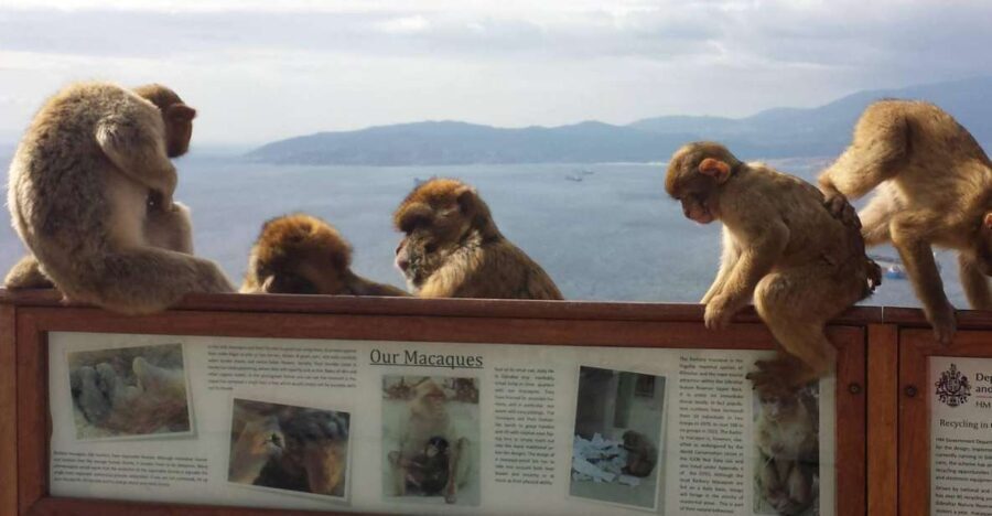 From Seville: Full-Day Private Tour of Gibraltar - Who Is This Tour Best For?