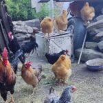 From Sibiu: Rural Gastronomy & Village Crafts around Biertan - Practical Details and Value