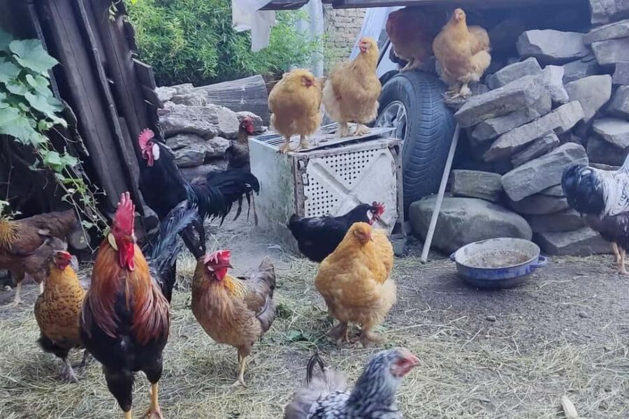 From Sibiu: Rural Gastronomy & Village Crafts around Biertan - Practical Details and Value