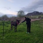 From Sibiu: Villages, Farm Life & Horse Carriage Ride - A Touch of Nostalgia: The Horse Carriage Ride