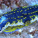 From Side: Guided Scuba Diving in Alanya w/ Lunch & Transfer - Why This Tour Offers Great Value