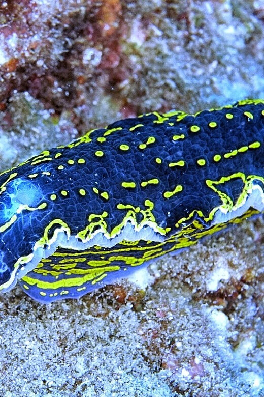 From Side: Guided Scuba Diving in Alanya w/ Lunch & Transfer - Why This Tour Offers Great Value