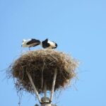 From Sofia: Serbia and Macedonia Trip - About the Logistics and Cost