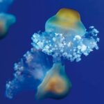 From South Tenerife: Loro Park Zoo Ticket & Hotel Transfers - Who Should Consider This Tour?