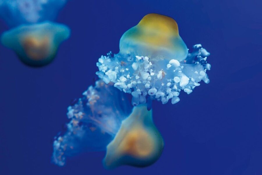 From South Tenerife: Loro Park Zoo Ticket & Hotel Transfers - Who Should Consider This Tour?