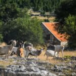 From Split: Private Guided ATV Tour with Lunch - The ATV Experience: Riding to 1,000 Meters with Breathtaking Views