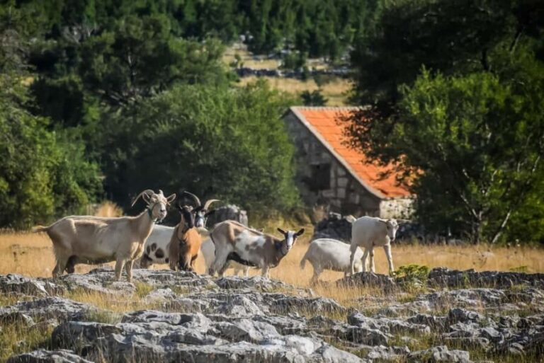 From Split: Private Guided ATV Tour with Lunch - The ATV Experience: Riding to 1,000 Meters with Breathtaking Views
