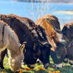 From Split: Sinj's Alka, Eye of the Earth, & Rural Day Trip - Practical Details and Logistics