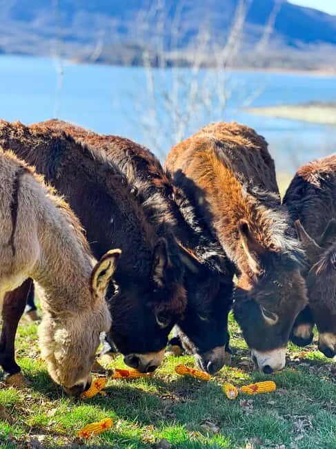 From Split: Sinj's Alka, Eye of the Earth, & Rural Day Trip - Practical Details and Logistics