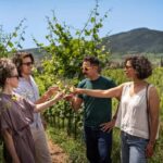 From Strasbourg: Private Alsace Classic Wine Tour - Exploring the Itinerary: What’s in Store?