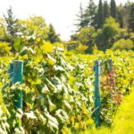 From Tbilisi: Kakheti Wine Tour with Lunch and Tastings - Bodbe Monastery: A Spiritual and Scenic Stop