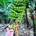 From Tenerife: Tajogaite Volcano, La Cumbrecita and Casco Antiguo - The Value of the Tour