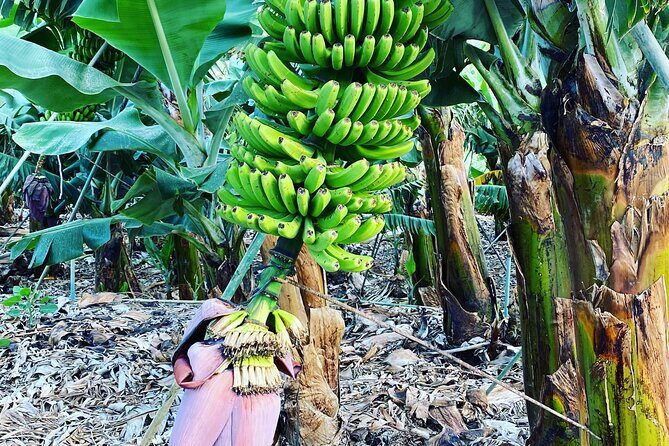 From Tenerife: Tajogaite Volcano, La Cumbrecita and Casco Antiguo - The Value of the Tour