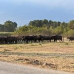 From Thessaloniki: Lake Kerkini, Boat Ride & Winery Day Tour - Practical Details & Tips for a Smooth Experience