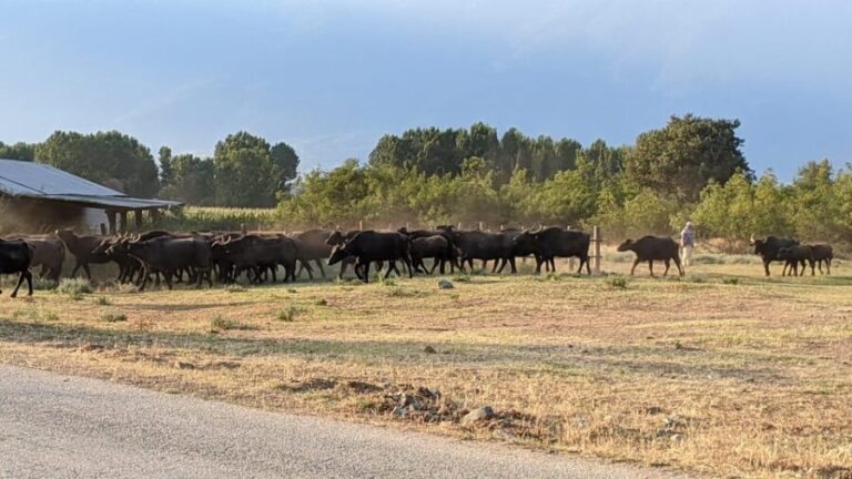 From Thessaloniki: Lake Kerkini, Boat Ride & Winery Day Tour - Practical Details & Tips for a Smooth Experience