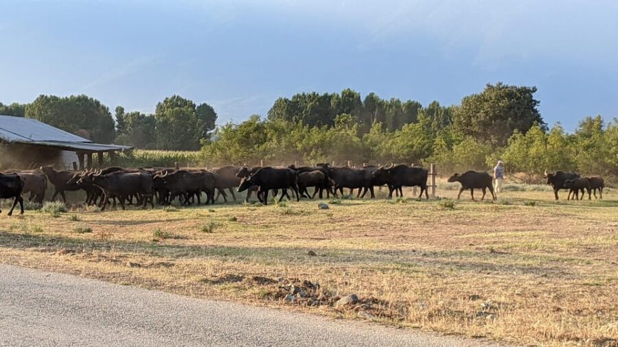 From Thessaloniki: Lake Kerkini, Boat Ride & Winery Day Tour - Practical Details & Tips for a Smooth Experience