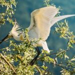 From Thessaloniki: Private Day Trip to Kerkini Lake - The Value of This Experience