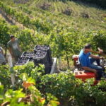 From Tirana/Durres/Golem: Cape of Rodon & Wine Tasting Tour. - Discovering the Cape of Rodon