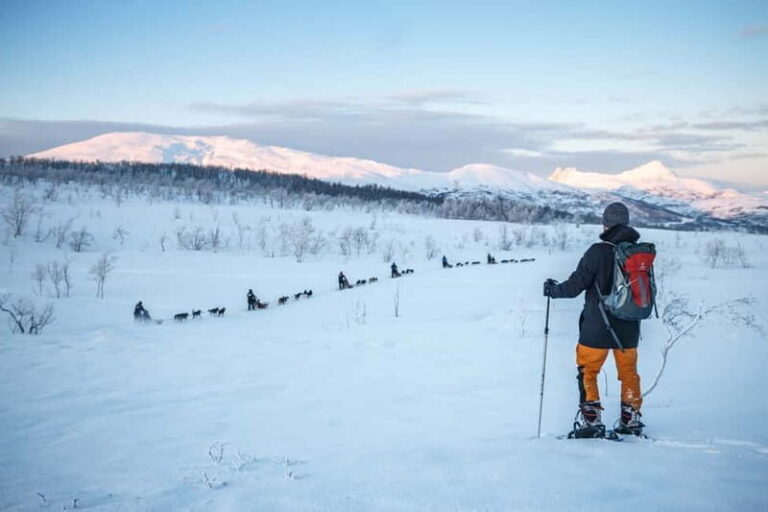 From Tromsø: Guided Husky Snowshoe Hike and Husky Camp Visit - Who Should Book This Tour?