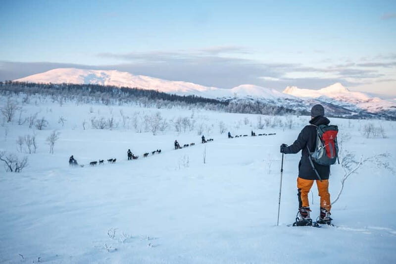 From Tromsø: Guided Husky Snowshoe Hike and Husky Camp Visit - Who Should Book This Tour?