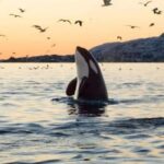 From Tromsø: Skjervoy Whale Watching RIB Boat Tour - Practical Details: What You Need to Know