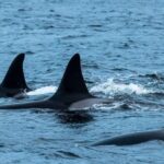 From Tromsø: Whale Watching RIB Safari at Skjervøy - Why This Tour Stands Out