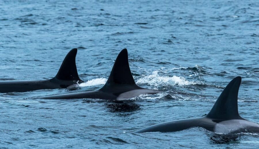 From Tromsø: Whale Watching RIB Safari at Skjervøy - Why This Tour Stands Out