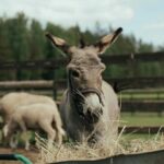 From Ulcinj: Montenegros Donkey Farm, A Family Adventure - The Value of This Experience