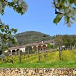 From Verona: Prosecco & Classic method sparkling wine tour, with light lunch - Authentic Experiences Highlighted by Reviewers