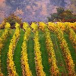 From Vienna: Cesky Krumlov Small-Group Guided Day Trip - In-Depth: What Makes This Tour Stand Out