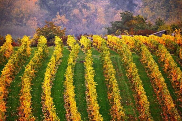 From Vienna: Cesky Krumlov Small-Group Guided Day Trip - In-Depth: What Makes This Tour Stand Out