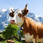 From Zurich: Chocolate and Cheese Tour in Appenzell - Analyzing the Value