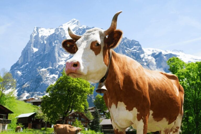 From Zurich: Chocolate and Cheese Tour in Appenzell - Analyzing the Value