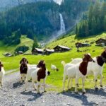 From Zurich: The most beautiful insider spots in Switzerland (private 1-day tour) - The Itinerary: A Deep Dive into the Swiss Secrets