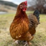 Frosta: Greenhouse and Farm Tour with Tastings - FAQ