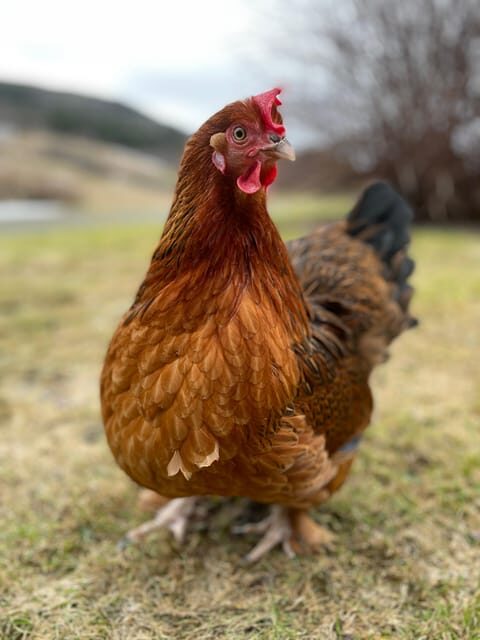 Frosta: Greenhouse and Farm Tour with Tastings - FAQ