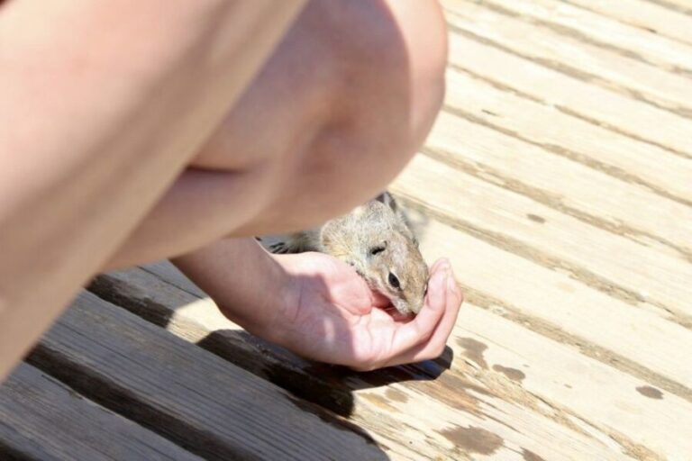 Fuerteventura: Calderón Hondo Volcano Tour - Exploring the Itinerary