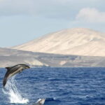 Fuerteventura: Catamarán navegación a vela y delfines. - Breaking Down the Itinerary