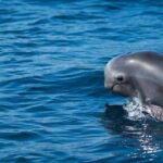 Fuerteventura: Dolphin watching and Lobo Island Combo Cruise - The Itinerary Breakdown: What You Will Experience