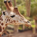 Fuerteventura: Oasis Wildlife Entry Ticket - The Park Layout and What to Expect