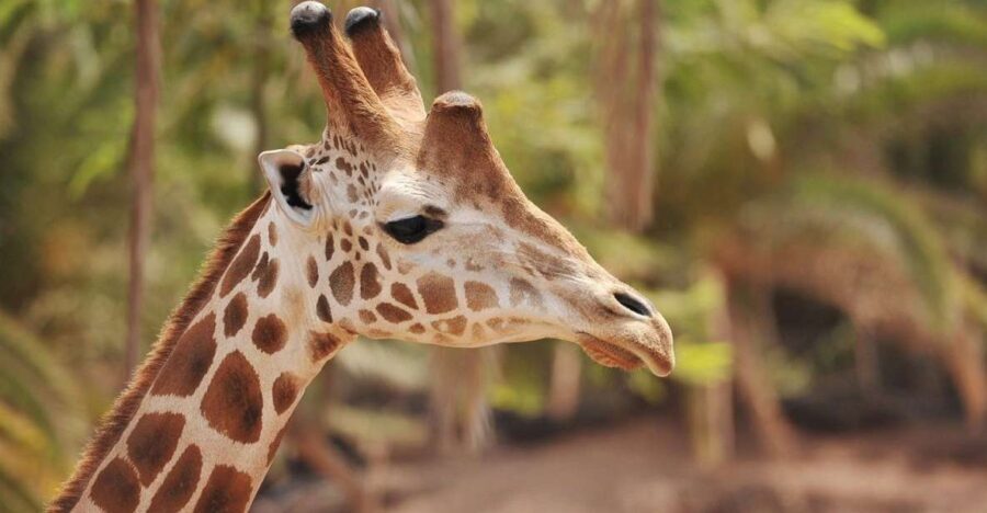 Fuerteventura: Oasis Wildlife Entry Ticket - The Park Layout and What to Expect