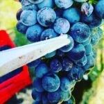 Full day Barolo&Barbaresco Wine Tour from Milano with a local winemaker - What Makes This Tour Stand Out?