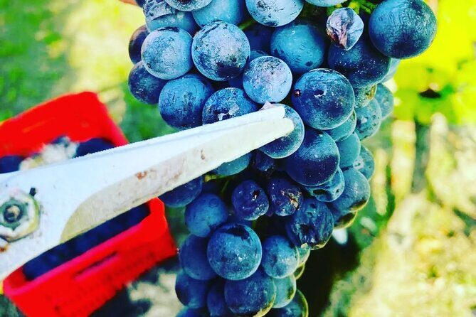 Full day Barolo&Barbaresco Wine Tour from Milano with a local winemaker - What Makes This Tour Stand Out?