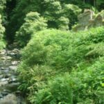 Full-Day Faial da Terra + Nordeste from Ponta Delgada - Practical Details and Value