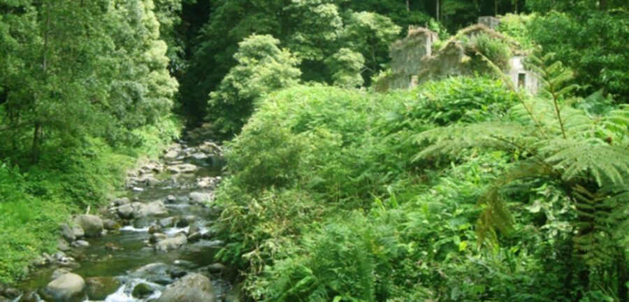 Full-Day Faial da Terra + Nordeste from Ponta Delgada - Practical Details and Value