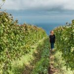 Full-Day Madeira Wine Tasting Tour with Lunch - The Madeiran Lunch