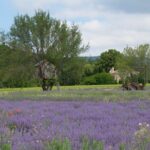 Full Day Private Tour from Avignon - An In-Depth Look at the Full Day Tour from Avignon