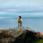 Full Day Private Tour to Ireland - The Sum Up