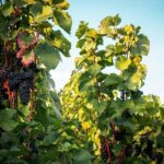 Full Day Private Tour to Kutná Hora with Wine Tasting - The Transportation and Logistics